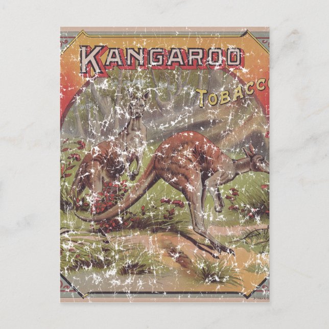 Kangaroo Tobacco 1900 Postkarte (Vorderseite)