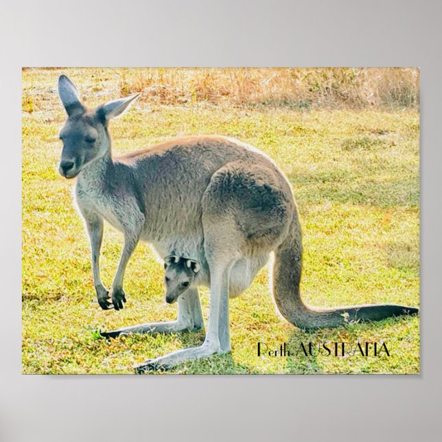 Kangaroo und Baby Poster (Vorne)