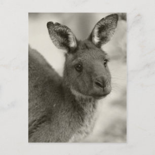 Kangaroo - Warrawong-Schutzgebiet Südaustralien Postkarte
