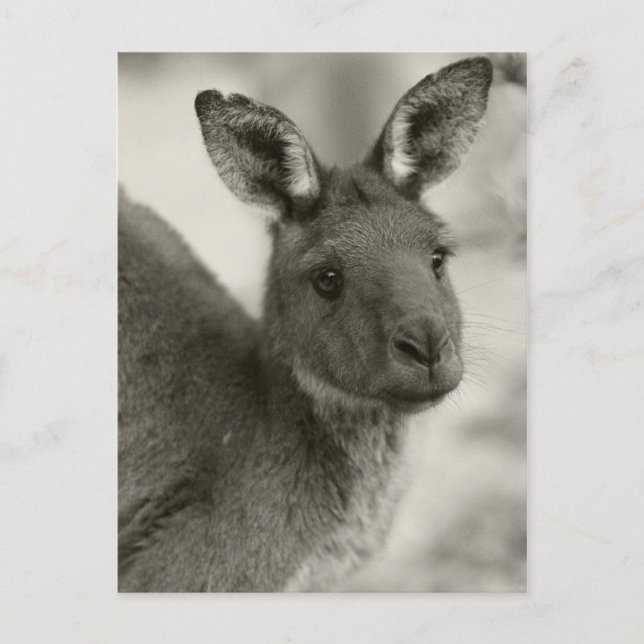Kangaroo - Warrawong-Schutzgebiet Südaustralien Postkarte (Vorderseite)