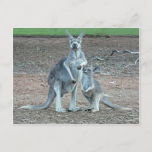 KangarooPostcard Postkarte
