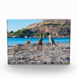 Kangaroos am Strand Lucky Bay Australien Fotoblock