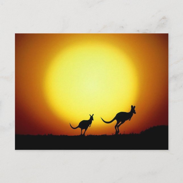 Kangaroos im australischen Outback Postkarte (Vorderseite)