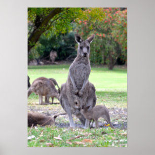 Kangaroos-Mumie Poster