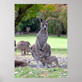 Kangaroos-Mumie Poster