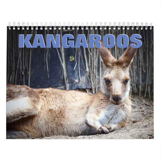 Kangaroos Wall Calendar Kalender (Titelbild)