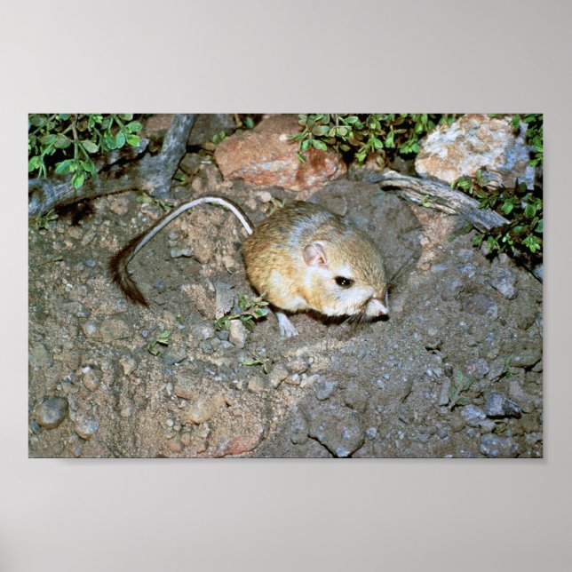 Kangeroo Rat Poster (Vorne)