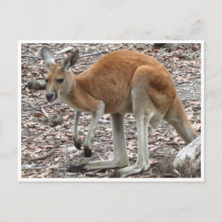 Känguru rot postkarte