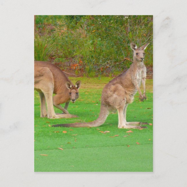 Känguruaussehen Postkarte (Vorderseite)