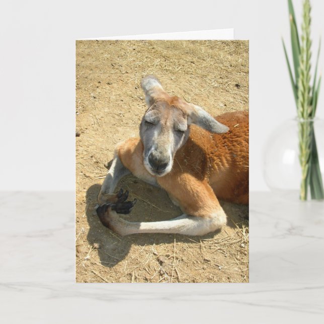 Kängurubeten Karte (Vorderseite)