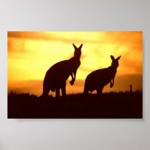 Kängurus am Sonnenuntergang Poster