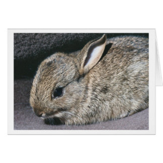 Kaninchen
