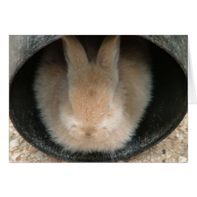 Kaninchen (Vorderseite (Horizontal))