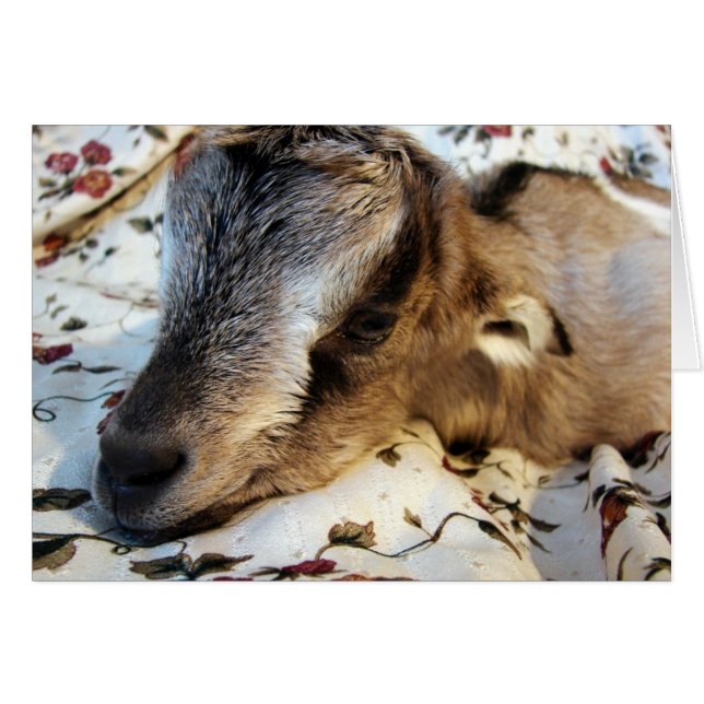 Kaninchen (Vorderseite (Horizontal))