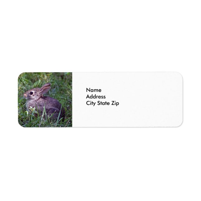 Kaninchen 8603 (Vorne)