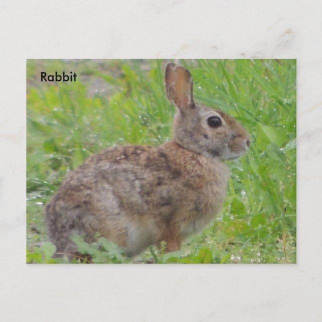 Kaninchen (A) Postkarte (Vorderseite)