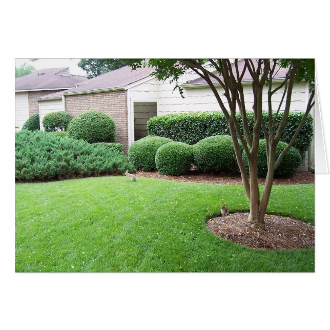 Kaninchen auf Rasen (Vorderseite (Horizontal))