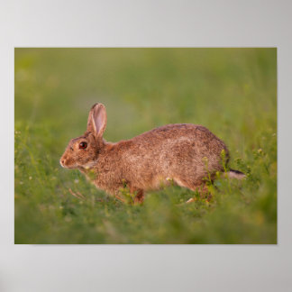 Kaninchen auf Wiese Poster