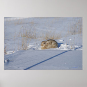 Kaninchen des Waldkaninchen-R5 im Schnee Poster