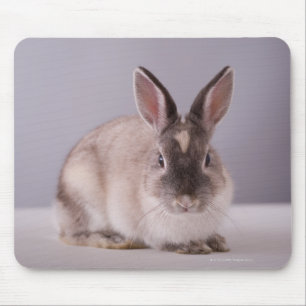 Kaninchen, einfacher Hintergrund, Tier, weiße Mousepad