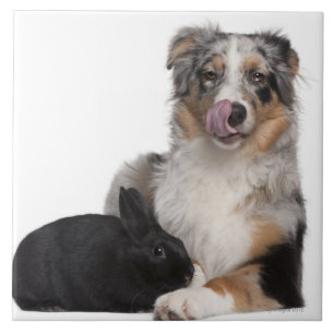 Kaninchen (einjährig) liegend nahe bei einem fliese