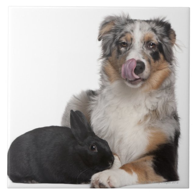 Kaninchen (einjährig) liegend nahe bei einem fliese (Vorderseite)