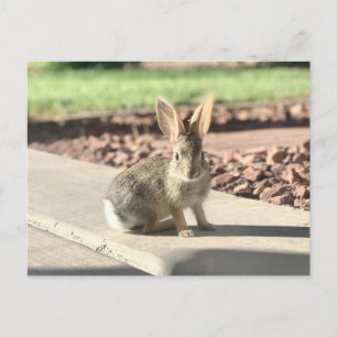 Kaninchen-Foto Ostern Frühling Postkarte