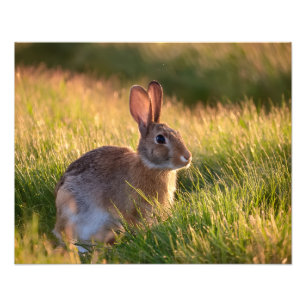 Kaninchen Fotodruck