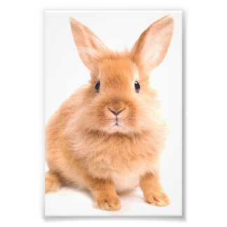 Kaninchen Fotodruck