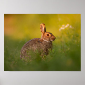 Kaninchen im Abendlicht Poster