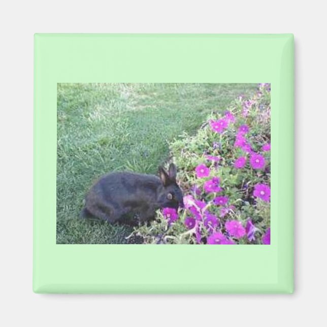 Kaninchen im Garten Magnet (Vorne)