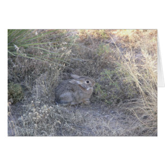 Kaninchen in der Graskarte
