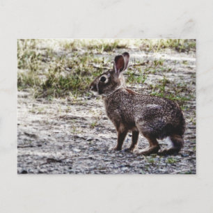 Kaninchen in der Wildnis Postkarte