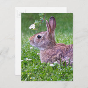 Kaninchen in Gras Frühjahr Tierfotografie Postkarte