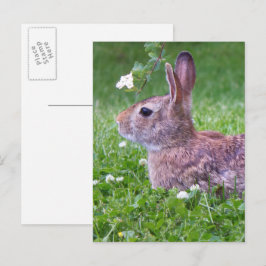 Kaninchen in Grastierfotografie Postkarte