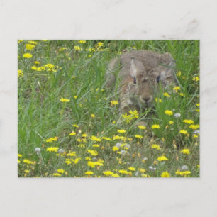Kaninchen in Wildblumen Postkarte