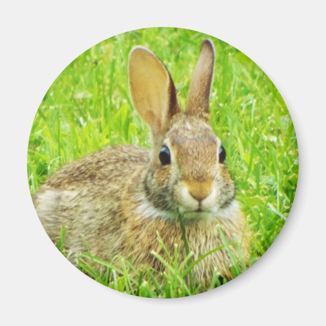 Kaninchen Magnet (Vorne)