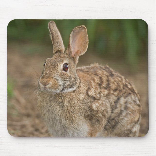 Kaninchen mousepad (Vorne)