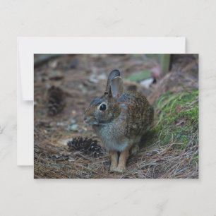 Kaninchen neben Kiefern Postkarte