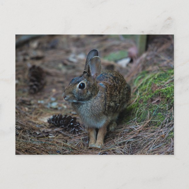 Kaninchen neben Kiefern Postkarte (Vorderseite)