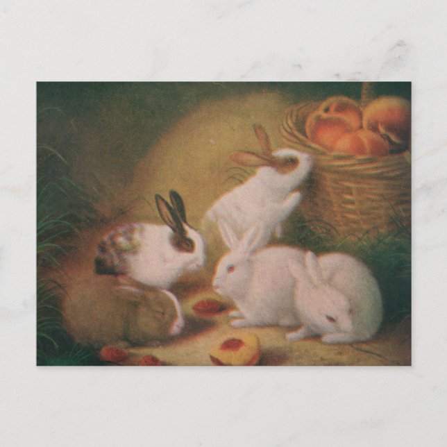Kaninchen Postkarte (Vorderseite)