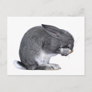 Kaninchen Postkarte