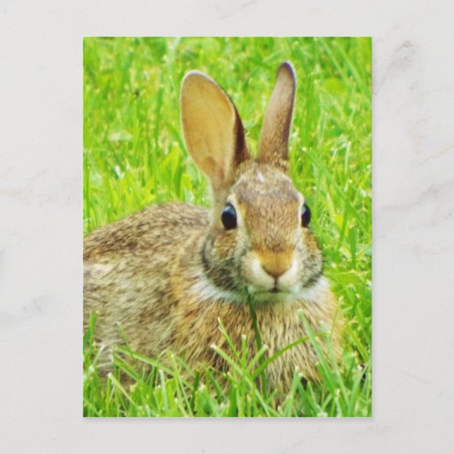 Kaninchen Postkarte (Vorderseite)