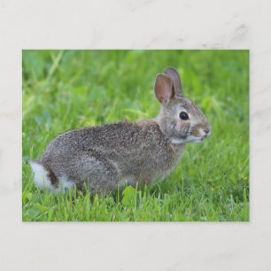 Kaninchen Postkarte