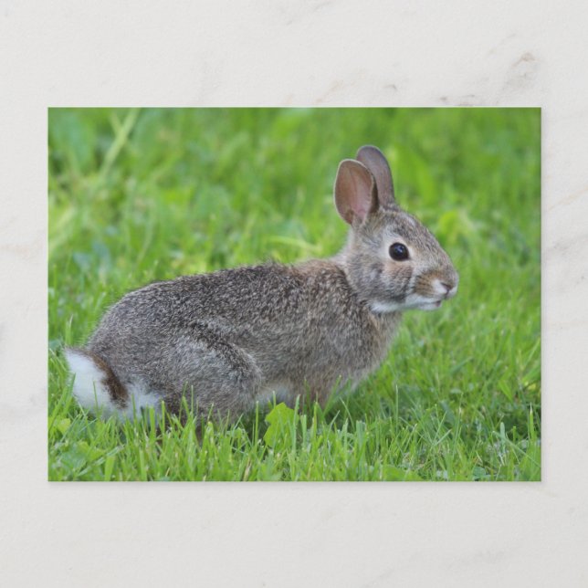 Kaninchen Postkarte (Vorderseite)