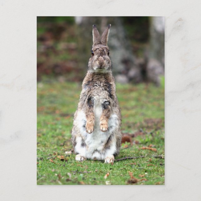 Kaninchen Postkarte (Vorderseite)