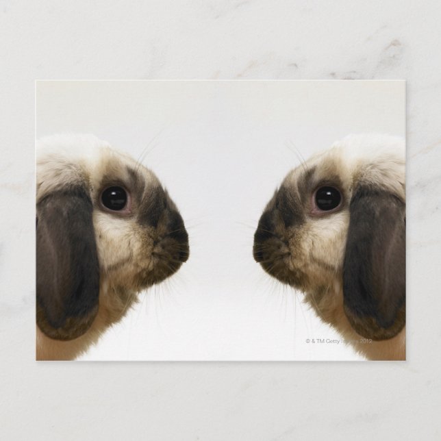 Kaninchen Postkarte (Vorderseite)