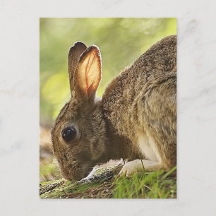 Kaninchen Postkarte