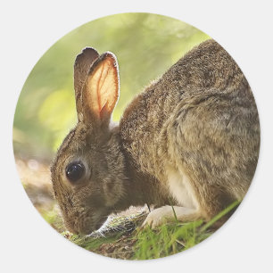 Kaninchen Runder Aufkleber
