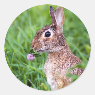 Kaninchen Runder Aufkleber